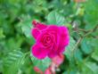 tn_gallery_10142_926_229903.jpg