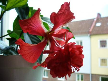 gallery_10231_831_41311.jpg