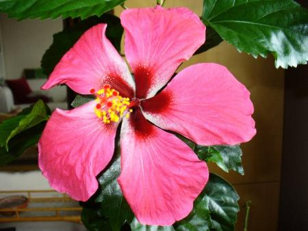 gallery_10231_831_73370.jpg