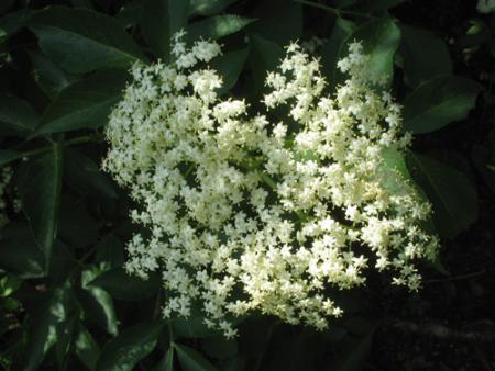 gallery_11188_730_74937.jpg