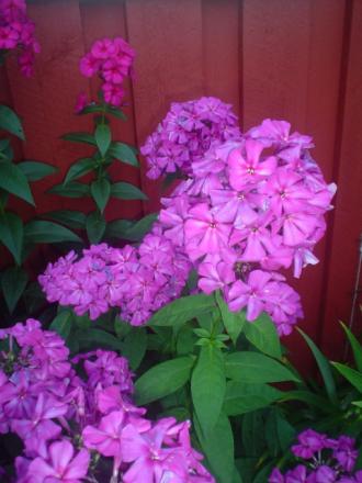 gallery_9983_627_163326.jpg
