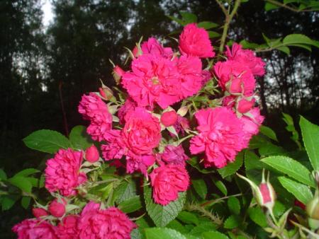 gallery_9983_709_117937.jpg