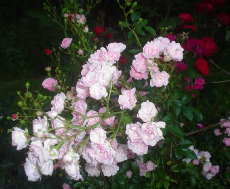 gallery_9983_709_119754.jpg