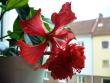 tn_gallery_10231_831_41311.jpg