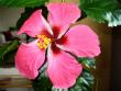 tn_gallery_10231_831_73370.jpg