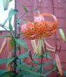tn_gallery_9983_627_114986.jpg