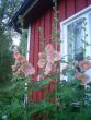 tn_gallery_9983_627_14979.jpg