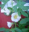 tn_gallery_9983_627_4658.jpg
