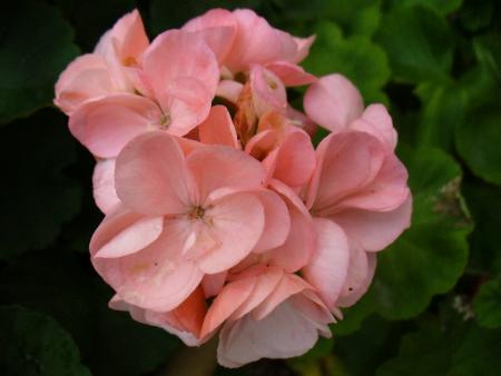gallery_10231_957_43959.jpg