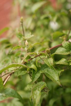 gallery_11858_961_111651.jpg