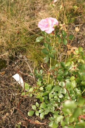 gallery_11858_961_141750.jpg