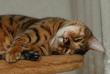 tn_gallery_1090_960_11421.jpg