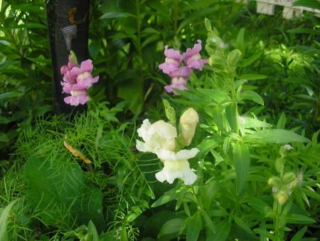 gallery_5006_958_51088.jpg