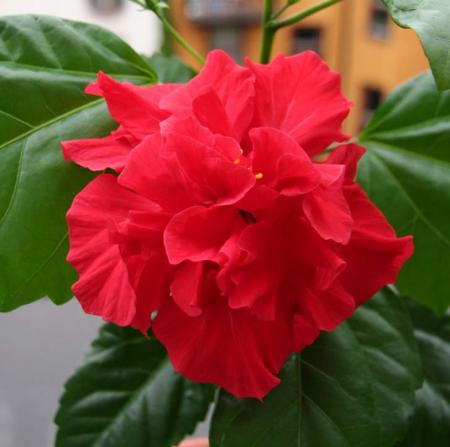 gallery_8537_782_38337.jpg