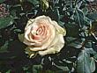 tn_gallery_11241_963_14856.jpg