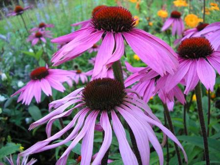 gallery_4198_587_38100.jpg