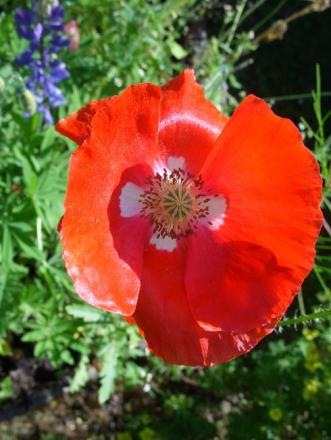 gallery_5307_13_79356.jpg