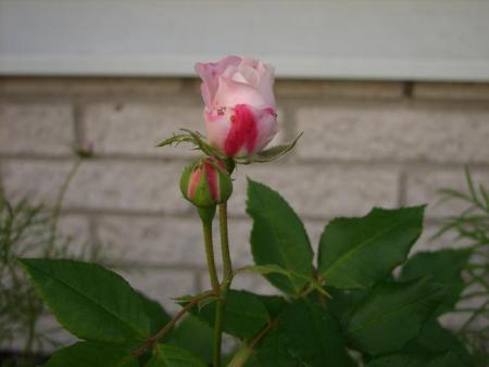 gallery_5307_533_13841.jpg