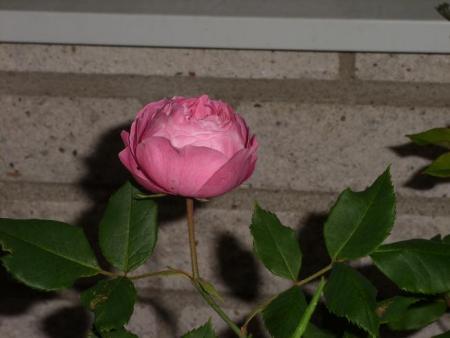 gallery_5307_533_2061.jpg