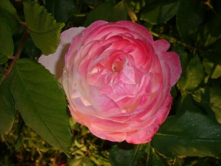gallery_5307_533_51520.jpg