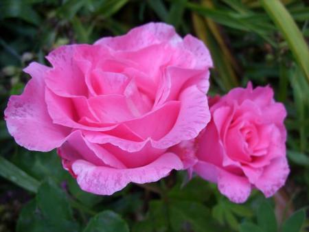 gallery_5307_533_61601.jpg