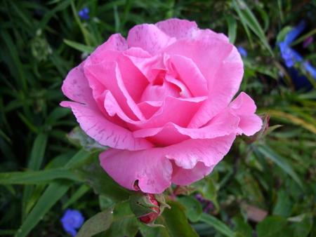 gallery_5307_533_74787.jpg