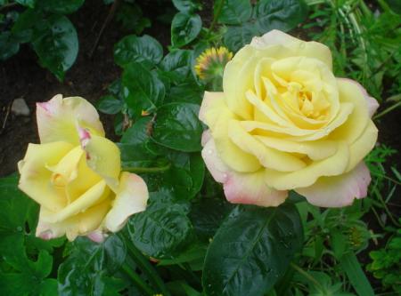 gallery_9983_709_42327.jpg