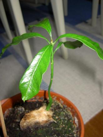 gallery_1251_260_103605.jpg