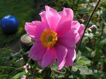 gallery_1786_950_14150.jpg