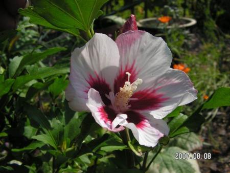 gallery_1786_950_18357.jpg