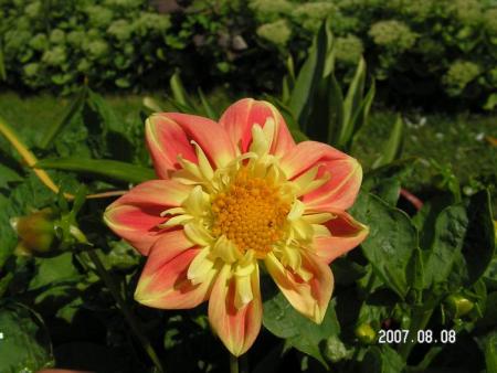 gallery_1786_950_55868.jpg