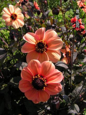 gallery_1786_950_5679.jpg