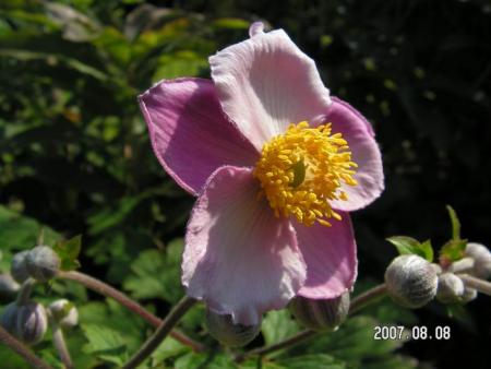 gallery_1786_950_931.jpg