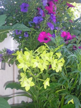 gallery_5006_958_37484.jpg