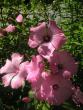 tn_gallery_5006_958_984.jpg