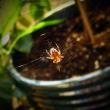 tn_gallery_5306_643_616.jpg