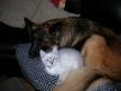 tn_gallery_9462_976_266527.jpg