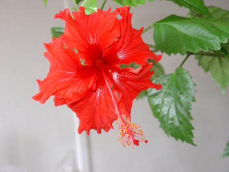 gallery_11785_908_65405.jpg
