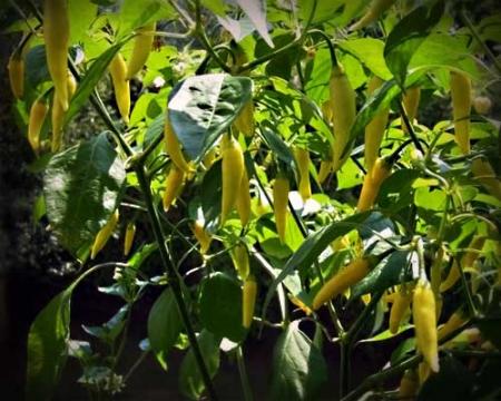 gallery_5306_206_9581.jpg