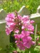 tn_gallery_5006_46_55029.jpg