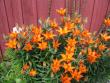 tn_gallery_9255_981_167349.jpg
