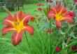 tn_gallery_9983_627_47423.jpg