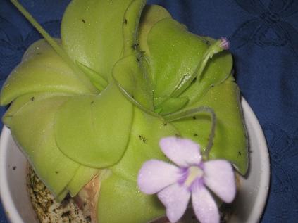 gallery_12008_984_3534.jpg