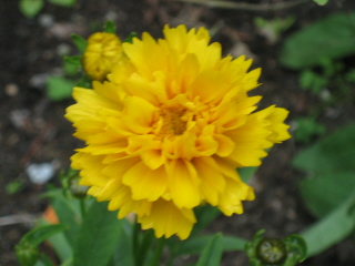 gallery_4383_986_14002.jpg