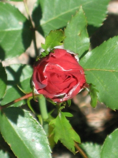 gallery_4383_986_16820.jpg