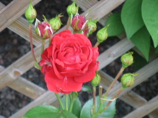 gallery_4383_986_37804.jpg