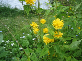 gallery_4383_986_38409.jpg