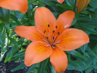 gallery_4383_986_45310.jpg