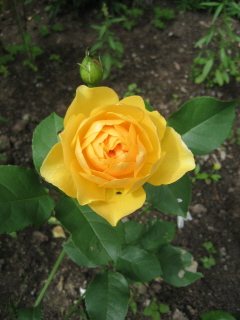 gallery_4383_986_46352.jpg