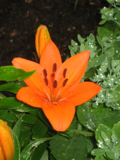 gallery_4383_986_53733.jpg